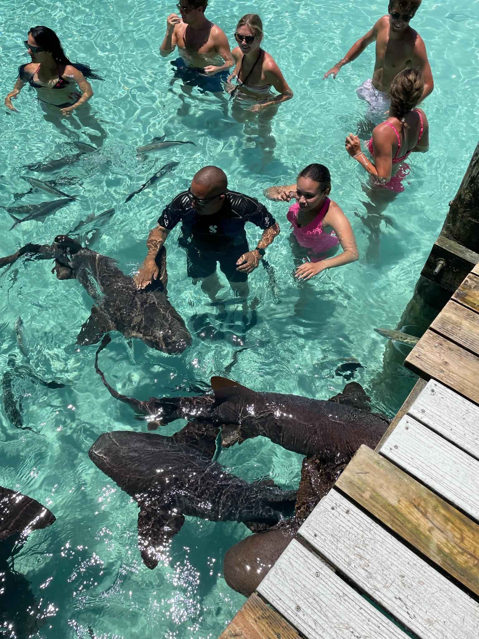 Swimming with the Sharks