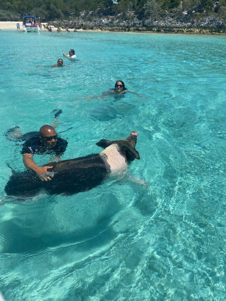 Swimming with the Pigs