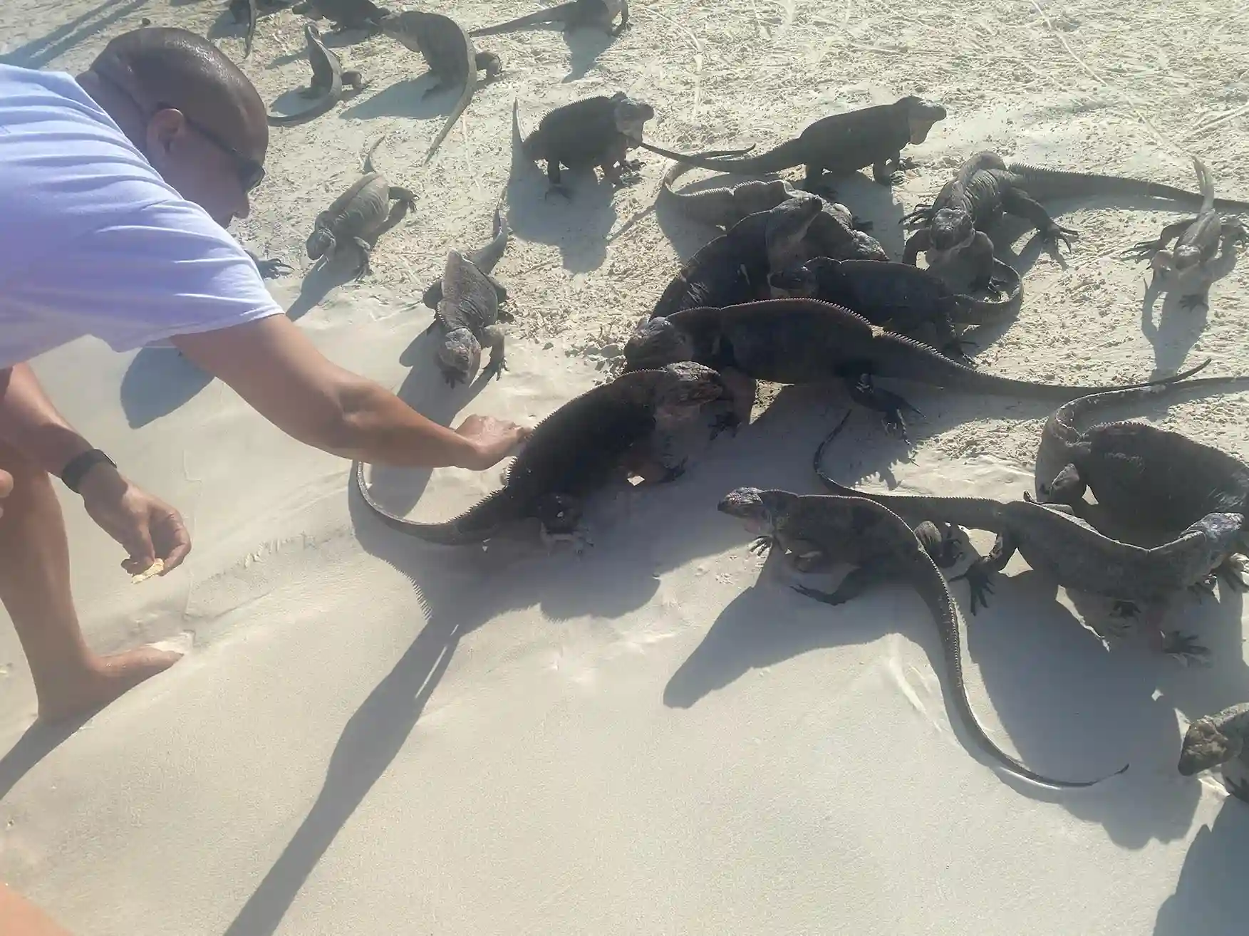 Visit with the Iguanas